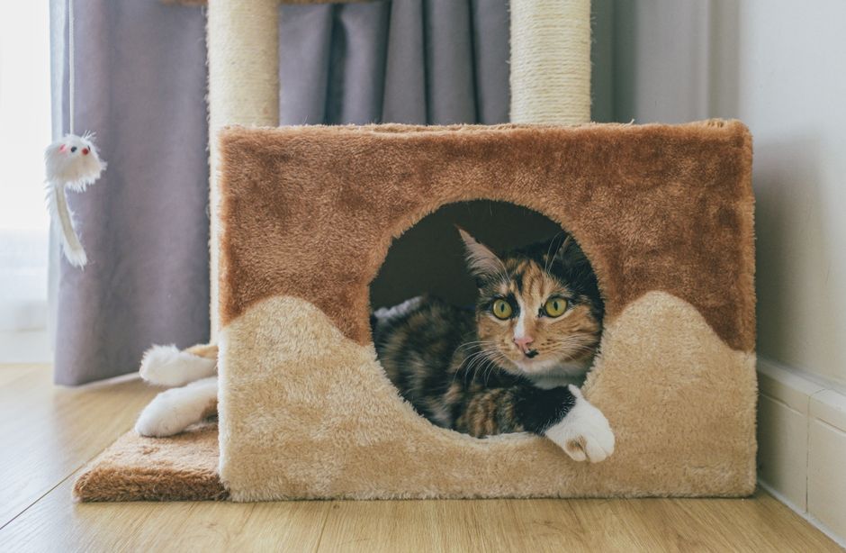 Meilleur arbre à chat 2026 : le comparatif