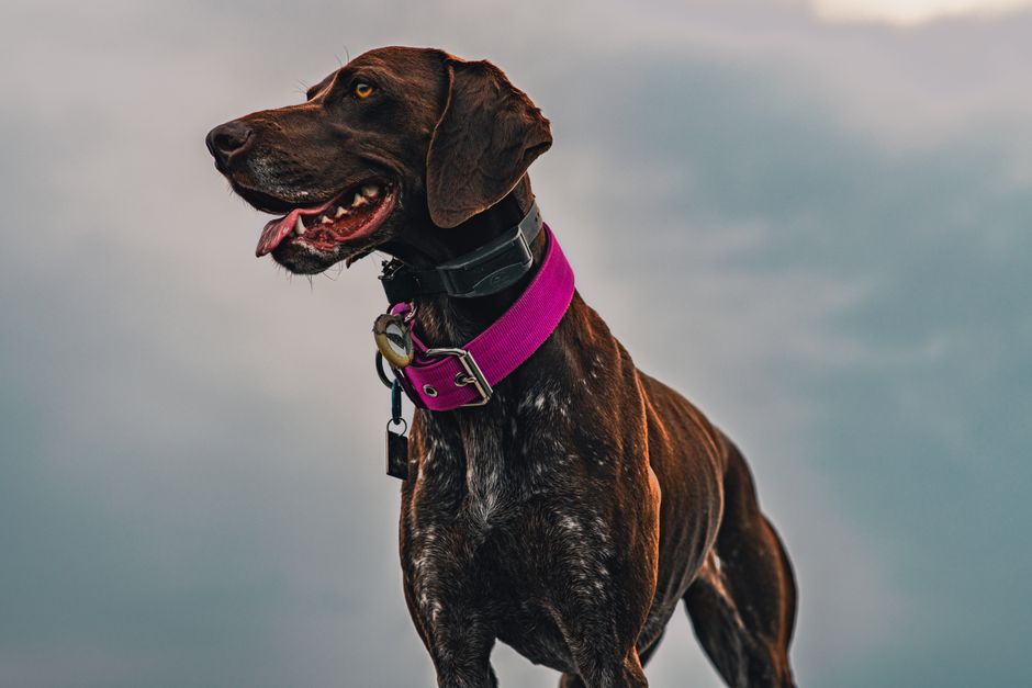 Les meilleurs colliers GPS pour chien, comparés