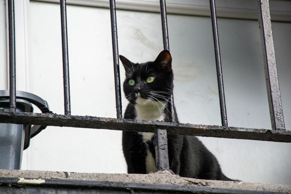 Quel filet de protection de balcon pour chat ? Notre sélection