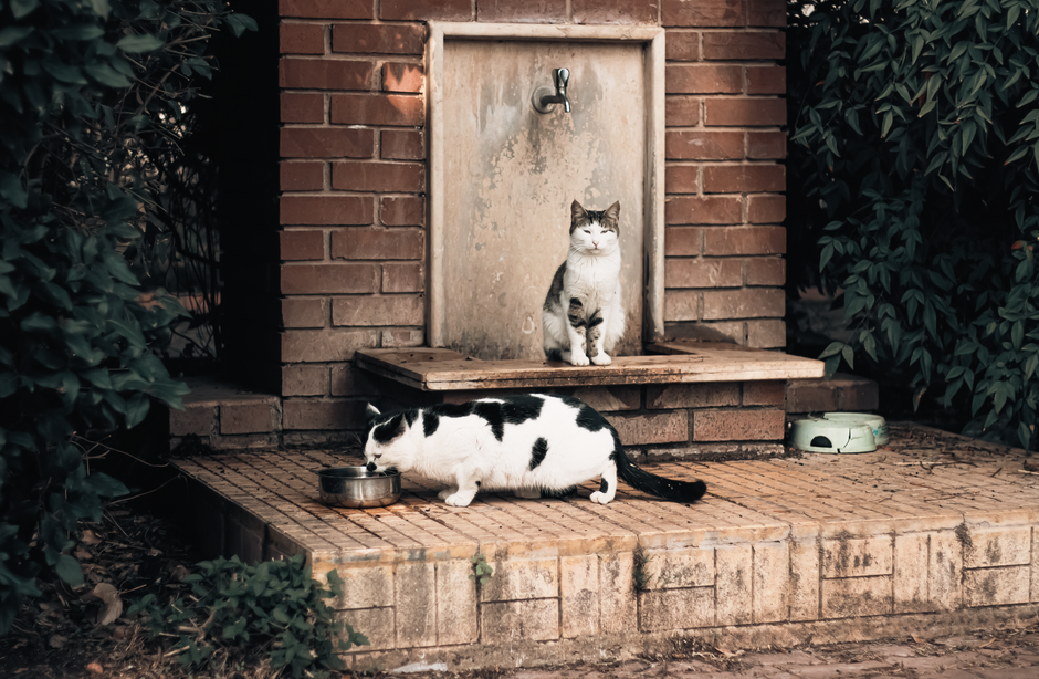 Meilleure fontaine à eau pour chat : le comparatif 2026
