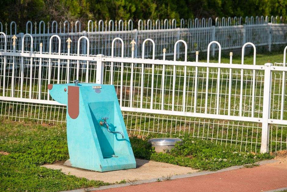 Fontaine à eau pour chien : le guide d'achat 2026