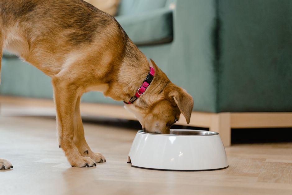 Gamelle surélevée pour grand chien : laquelle choisir ?