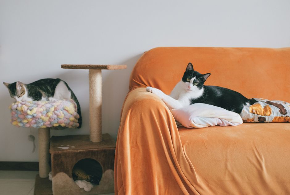 Meilleur griffoir pour chat qui griffe le canapé : notre sélection