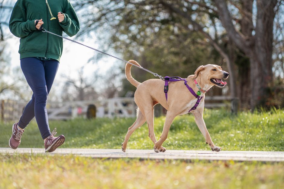 Meilleur harnais pour chien 2026 : le comparatif