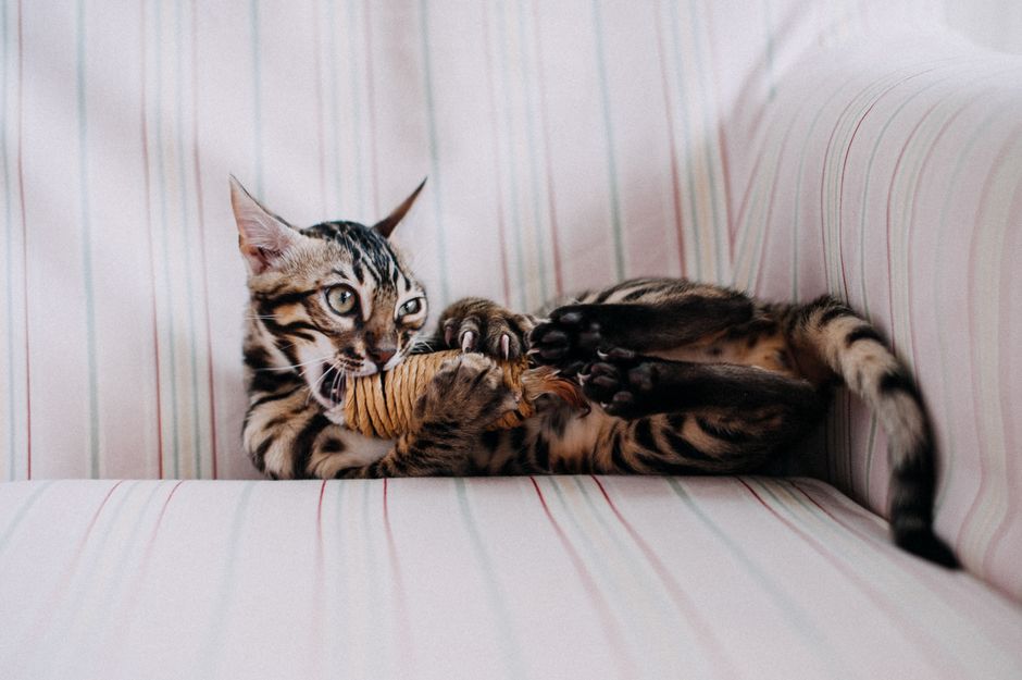 Meilleurs jouets pour chat 2026 : le comparatif