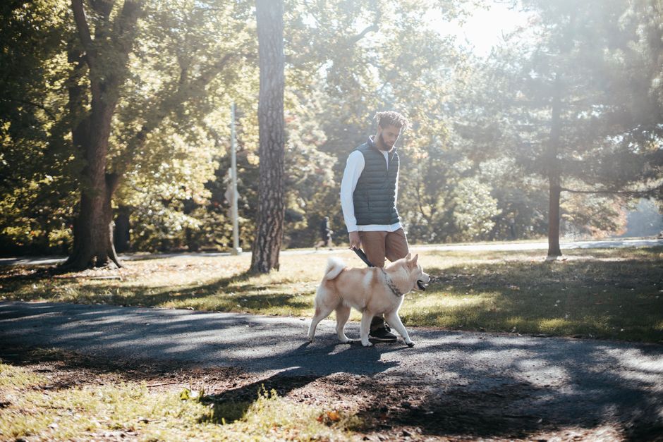 Meilleure laisse à enrouleur pour chien 2026 : le comparatif