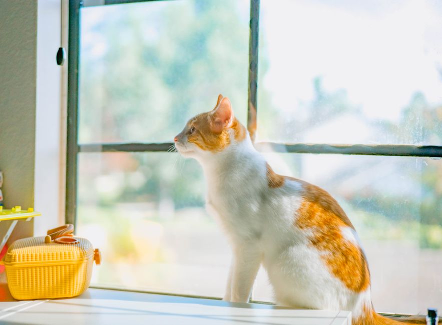 Meilleure litière fermée pour chat 2026 : le comparatif