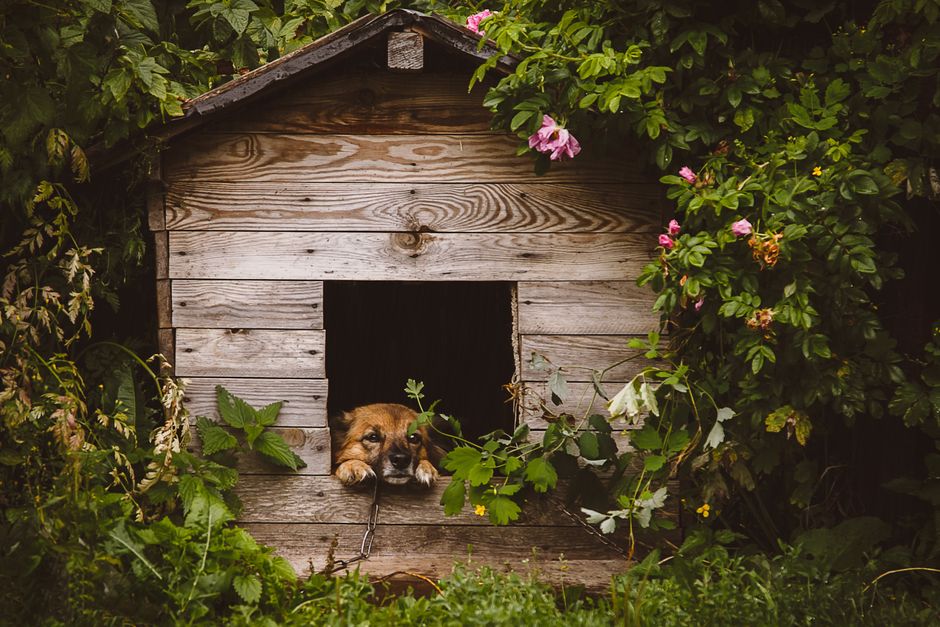 Quelle niche pour grand chien ? Notre sélection 2026