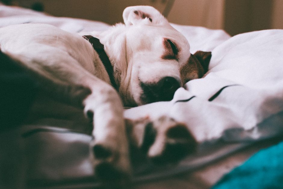Meilleur panier pour chien 2026 : le comparatif