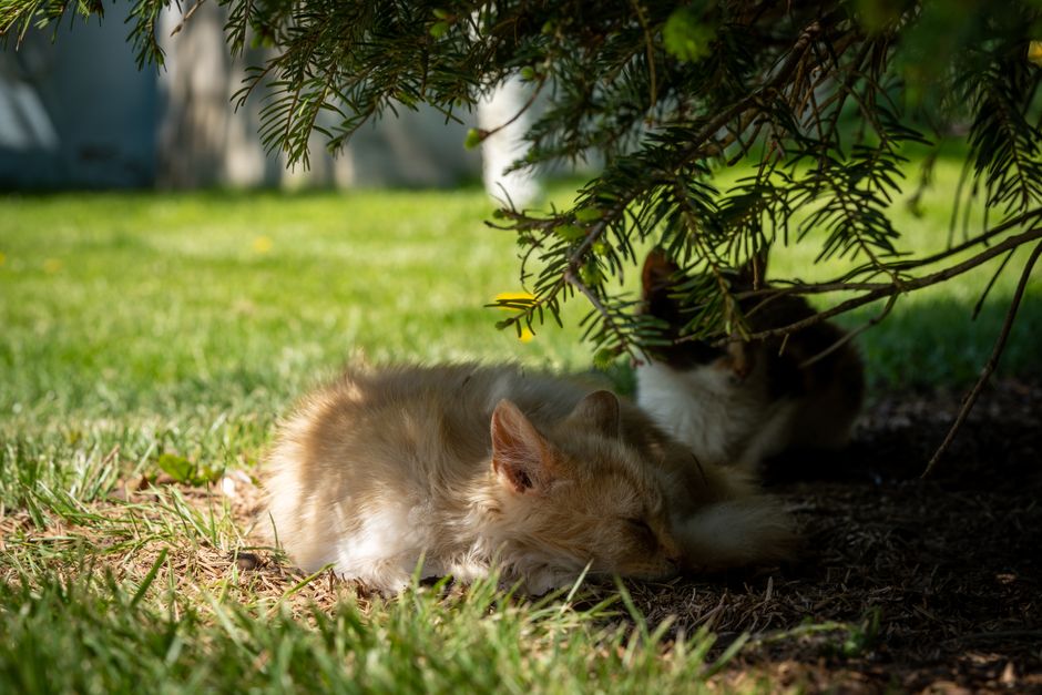 Canicule et animaux : protéger son chien et son chat