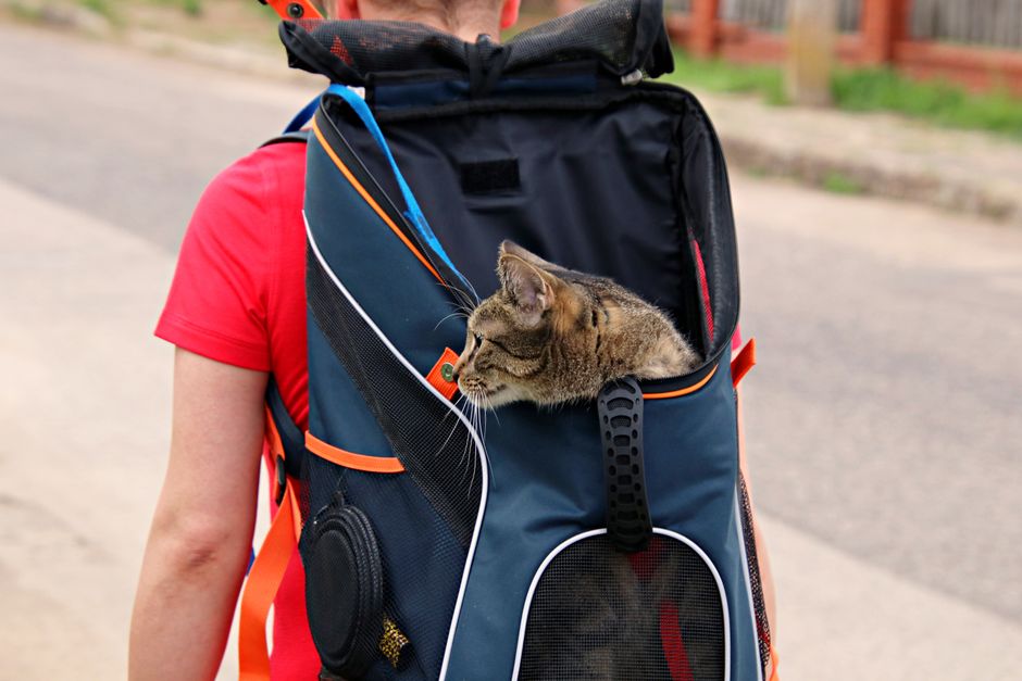 Meilleur sac de transport pour chat en avion : notre sélection