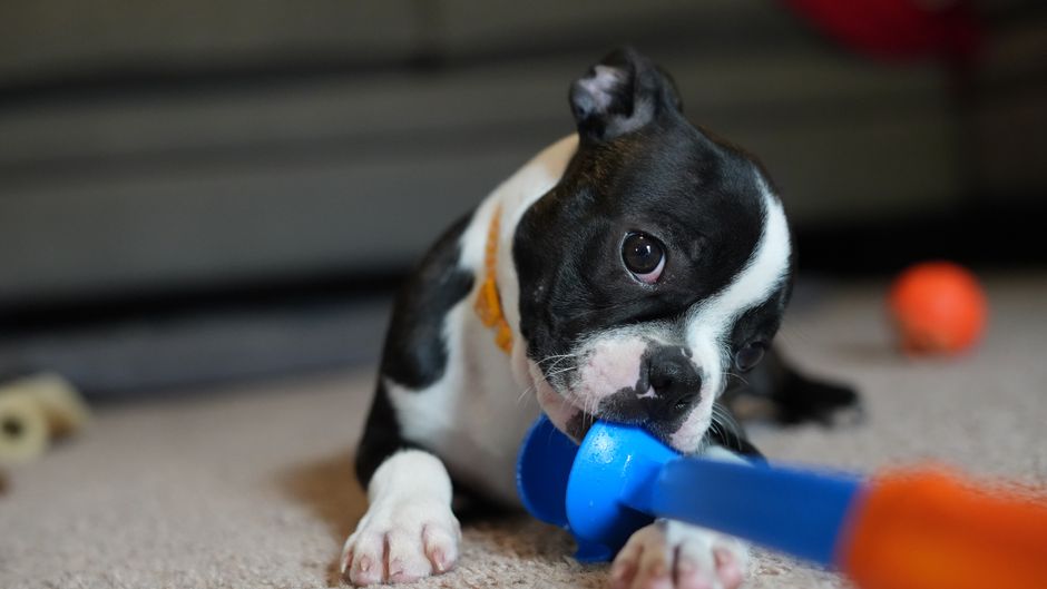 Meilleur tapis de propreté pour chiot 2026 : le comparatif