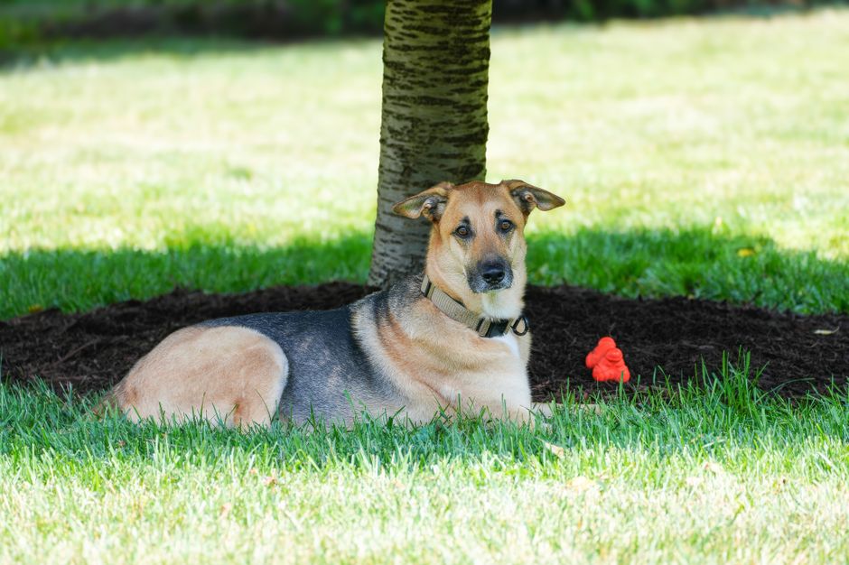 Meilleur tapis rafraîchissant pour chien 2026